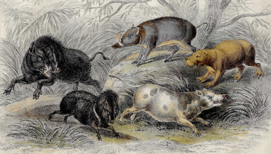WILD PIGS Lithograph C. 1859 • Original Antique Print • Goldsmith