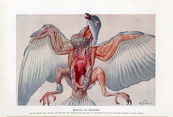 1900 年頃 鳩 鳥 解剖学 リトグラフ - オリジナル アンティーク 1900 年頃 鳩 鳥 解剖学 リトグラフ - オリジナル アンティーク