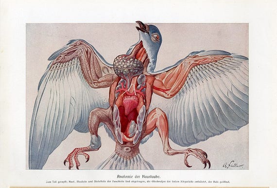 avian anatomy diagram