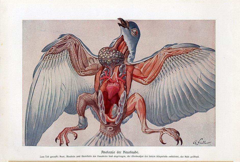 ハトの図版　アンティーク版画　マイヤー百科事典　ドイツ　リトグラフ　鳩　額付 il_fullxfull.1189978322_nhgi.jpg