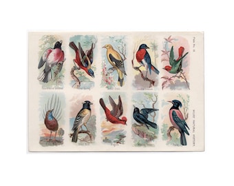 Litografía ANTIGUA DE AVES c. 1895 • Grabado antiguo original - ornitología - observación de aves - grabado de aves a color - aves cantoras - aves exóticas