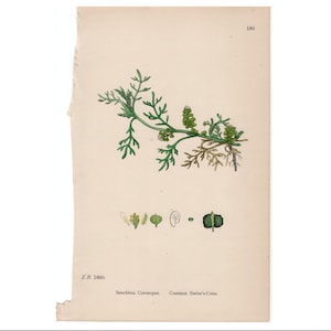 c. 1800&#39;s ANTIQUE BOTANICAL print - original antique hand colored lithograph - Swine&#39;s Cress print