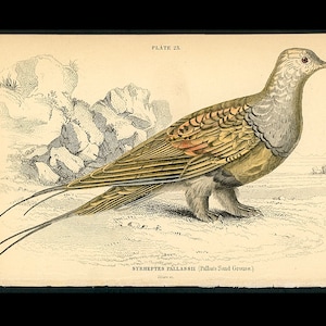 c. 1834 PALLAS SANDGROUSE engraving original antique print hand colored Jardine print game bird print Syrrhaptes paradoxus image 1