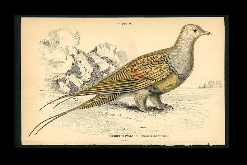 c. 1834 PALLAS SANDGROUSE engraving original antique print hand colored Jardine print game bird print Syrrhaptes paradoxus image 1