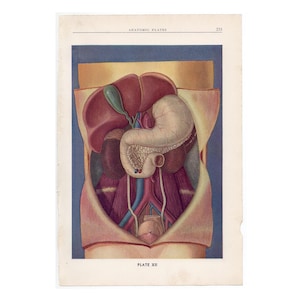 c 1940 INTERNAL ORGANS lithograph • original vintage print • human anatomy • medical illustration • digestive organs • stomach gall bladder