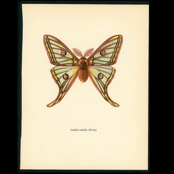 c. 1963 VINTAGE MOTH lithograph - gorgeous colorful vintage moyh lithograph - insect print - Lepidoptera print - butterflies & moths