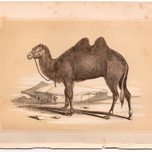 c.1853 THE DROMEDARY woodblock engraving - original antique print - small Arabian animal print • Bicknell print • camel print