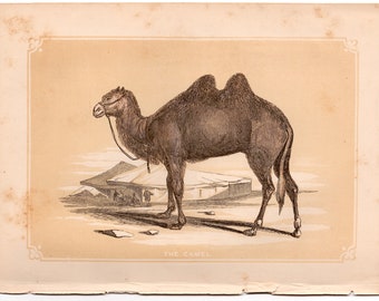 c.1853 THE DROMEDARY woodblock engraving - original antique print - small Arabian animal print • Bicknell print • camel print
