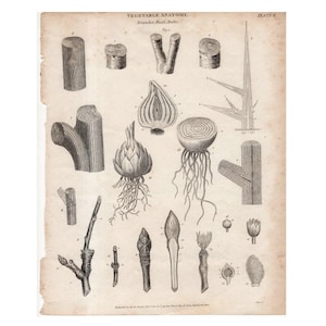 antique print c. 1804 VEGETABLE ANATOMY PRINT - original antique botanical print - Rees cyclopedia - branches buds and bulbs print