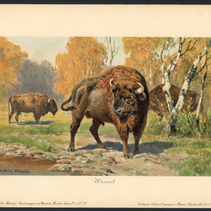 c. 1902 WISENT EUROPEAN BISON lithograph • original antique print • dinosaur fossil reptile • prehistoric animals by Harder • extinct animal
