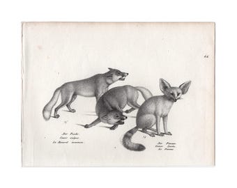 FOX & FENNEC FOX lithografie ca. 1824 • originele antieke prent • antieke dierenprent • familie Canidae •