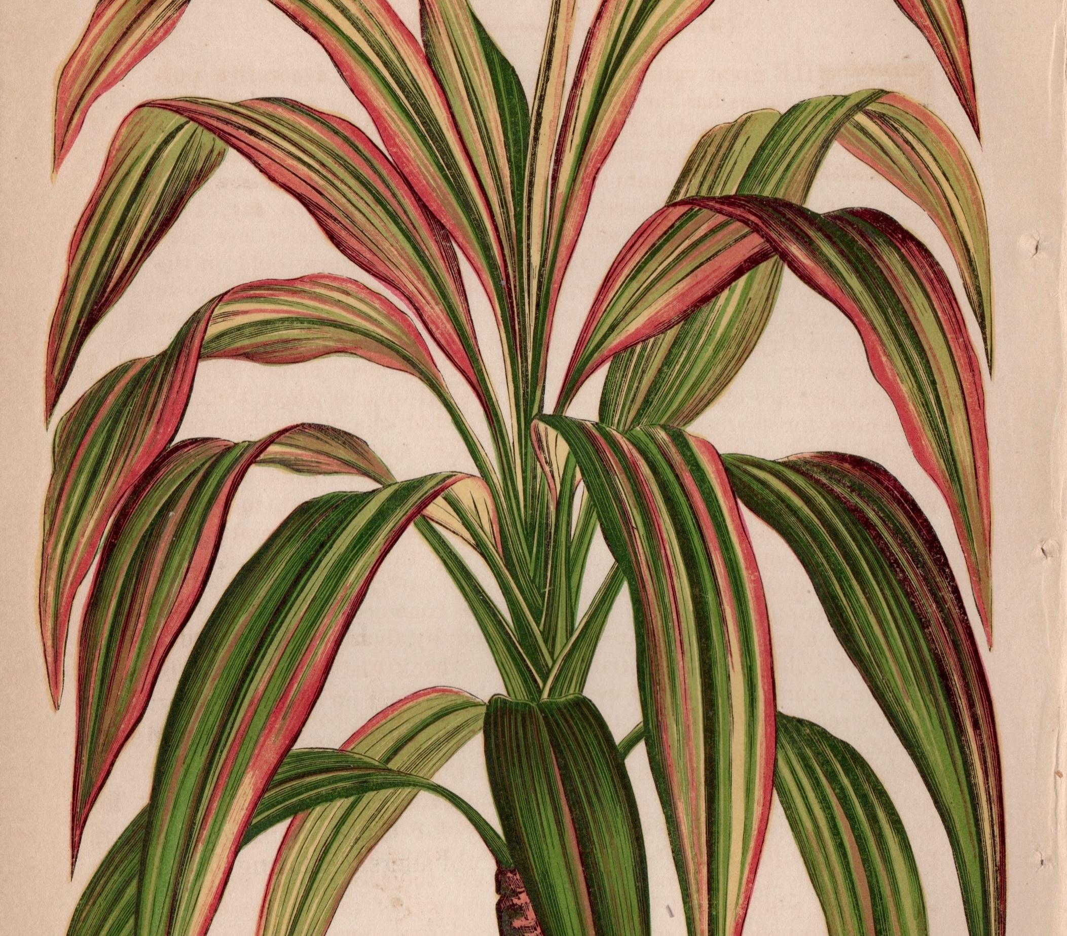 ORNÉ DE FEUILLES
クッション付きラタンチェア Vintage Print,TURNERE feuilles d'Orne,C.1810,Botanical