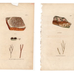 c. 1806 SOWERBY SEAWEED engravings - set of 2 original antique prints - botanical print - brown seaweed print -