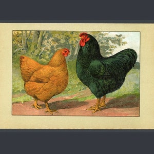 C. 1899 Litografía POULTRY • grabado antiguo original • estampado de gallinas • grabado de gallos • estampado de animales de granja • pollo doméstico •