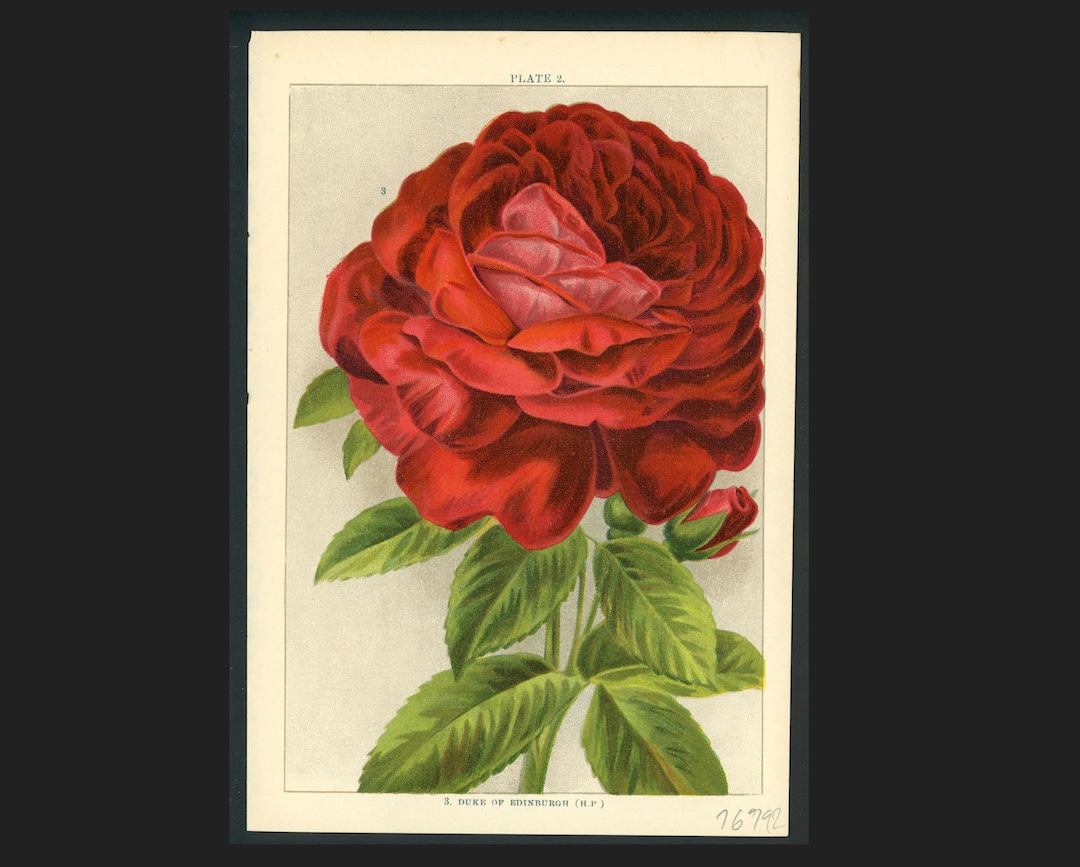 Filigraphy Roses C. 1903 ROSES Lithograph • Original Antique Print • Botanical Print ...