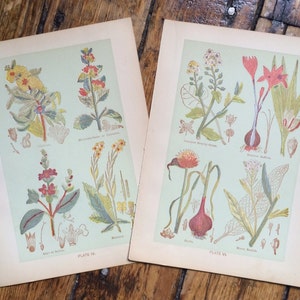 c. 1906 MEDICINAL PLANT lithographs • set of 2 original antique prints • botanical • flowers • medicinal herbs •