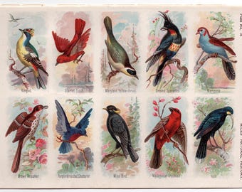 Litografía ANTIGUA DE AVES c. 1895 • Grabado antiguo original - ornitología - observación de aves - grabado de aves a color - aves cantoras - aves exóticas