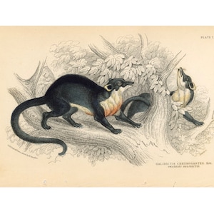 c. 1843 MONGOOSE print - original antique animal print - Jardine animal print - galidictis chrysogastes print - Madegascar animal print