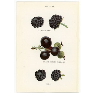 c. 1899 RASPBERRIES & CURRANTS lithograph • original antique print • berry print • fruit print • berries print • small botanical print