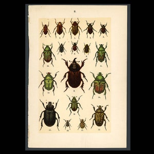 c. 1897 BEETLES lithograph • original antique print • insect print • bug print • entomology print • Coleoptera print