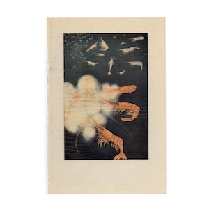 一般的なイカのアンティーク版画 1894年頃 • オリジナルアンティーク石