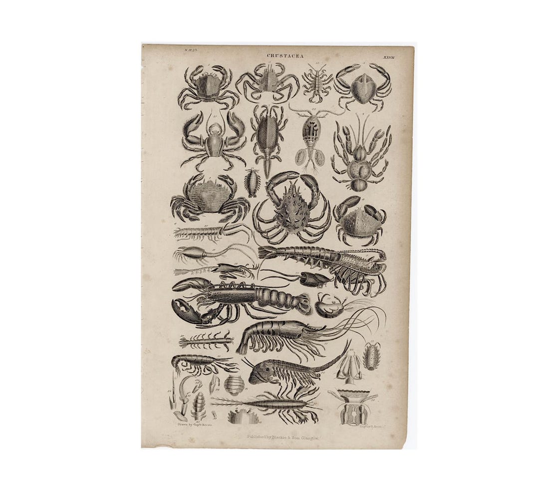 Gravure Ancienne Originale - 1850 - Crustacés & Crabes - Planche Couleurs - Carcinologie