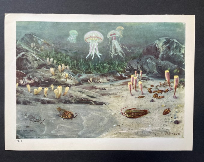 C. 1960 UNDERWATER PREHISTORIC LANDSCAPE Lithograph Original Vintage ...