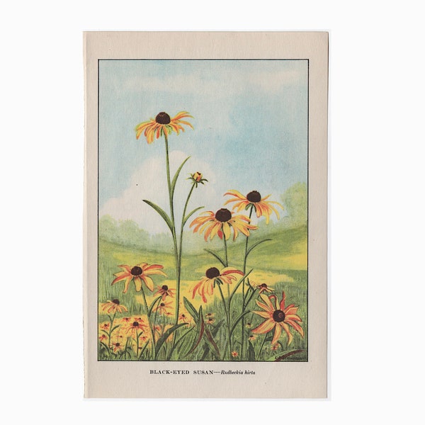 c. 1930 BLACK EYED SUSAN lithograph • original vintage print • flower print • garden flowers • botany • botanical print • daisy family