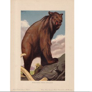 c. 1902 URSUS SPELARUS Lithographie • Original Antiker Druck - fossile Reptilien - ausgestorbener Tierdruck - prähistorisches Tier