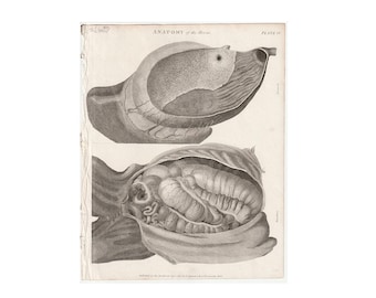 ANATOMIA DEL CAVALLO stampa antica c. 1802 - incisione antica originale • regalo veterinario • anatomia equina • stampa dell'apparato digerente del cavallo
