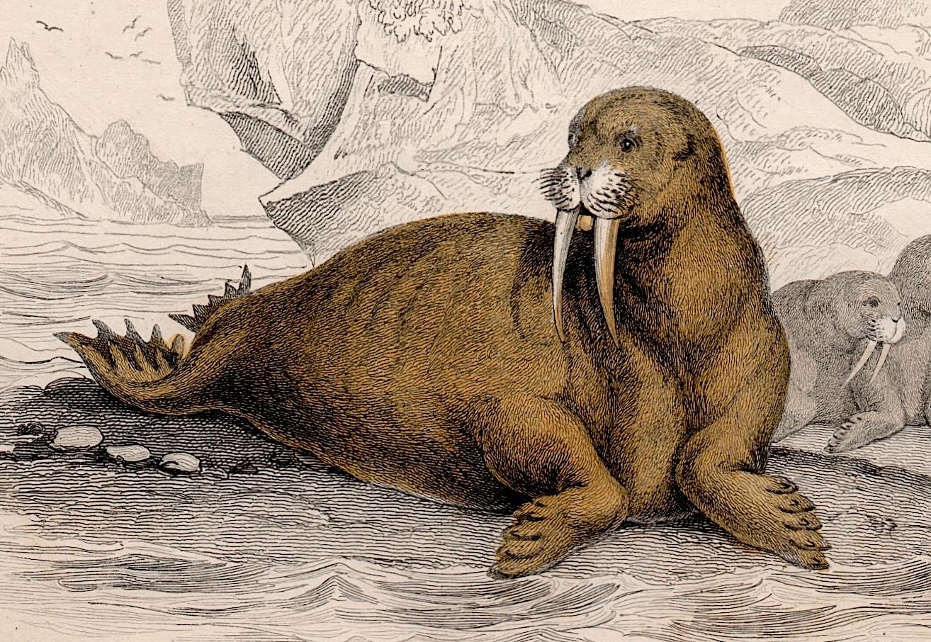 C. 1845 THE WALRUS Engraving - Original Antique Print • Marine Animal ...