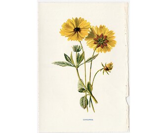 FLOR AMARILLA • Litografía de COREOPSIS c. 1900 • Grabado antiguo original • Grabado botánico • Grabado de jardín • Grabado de flores