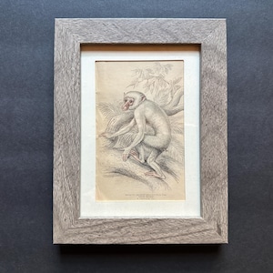 May include: A framed vintage print of a monkey. The artwork is a detailed black and white illustration of a monkey perched on a tree branch, with a light-colored background. The frame is a light gray wood.