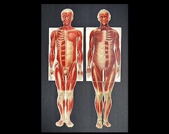TABEL VAN DE MENSELIJKE ANATOMIE mannelijk en vrouwelijk c. 1902 • originele antieke prenten • medische illustraties • interactief • set van 2