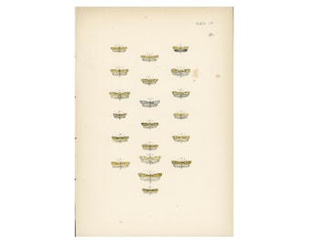 Puede incluir: Ilustración botánica vintage de varias especies de polillas. La obra presenta representaciones detalladas de los insectos en tonos amarillos, marrones y grises, dispuestas sobre un papel color crema. La placa está etiquetada como "PLATE CVI".