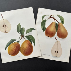 1921 年頃の PEAR リトグラフ • オリジナルアンティークプリント 2 枚セット • フルーツプリント • 植物プリント • 梨