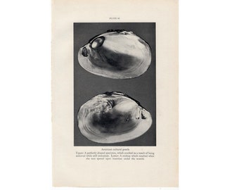 KULT PERLENSCHALEN Vintage Druck • original vintage Lithographie • Leben im Meer - Ozean • Leben im Meer • Muschelmuschel • Schnecken • Muscheln