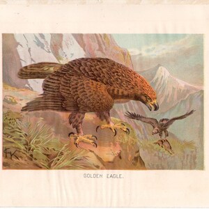 c. 1910 GOLDEN EAGLE lithograph • original antique print • bird print • ornithology print • bird of prey print