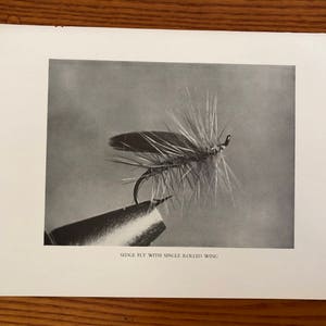 May include: A black and white photo of a fly fishing lure with a single rolled wing. The caption below the image reads "Sedge Fly with Single Rolled Wing."