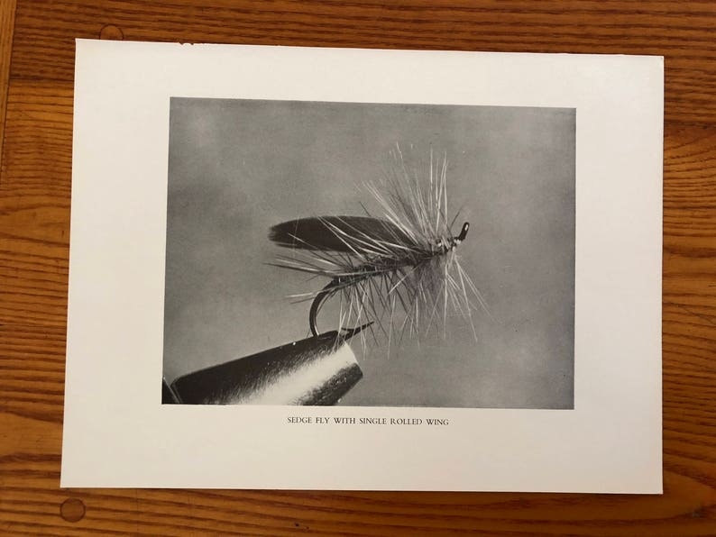 May include: A black and white photo of a fly fishing lure with a single rolled wing. The caption below the image reads "Sedge Fly with Single Rolled Wing."