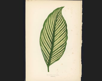 c.1872 ANTIQUE LEAF PRINT - botanical lithograph - original antique print by Lowe - leaved plant horticulture leaves foliage -