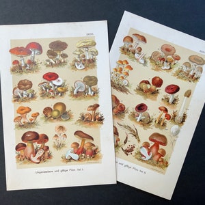 c. 1899 POISONOUS MUSHROOM lithographs • set of 2 original antique prints - botany • fungi prints • poisonous & inedible mushrooms prints