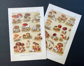 Puede incluir: Dos ilustraciones botánicas vintage de setas. La primera imagen muestra 16 tipos diferentes de setas con el texto "Ungenießbare und giftige Pilze Teil I." La segunda imagen muestra 16 tipos diferentes de setas con el texto "Ungenießbare und giftige Pilze Teil II."