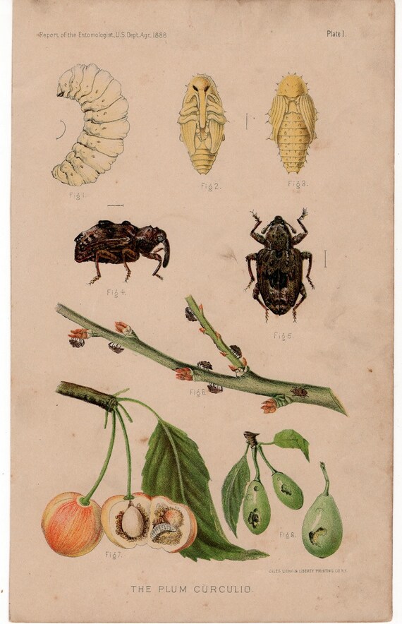 1888 PLANT DISEASE Plum Curculio Original Antique Insect Bug Print