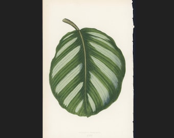 c.1861 ANTIQUE LEAF PRINT - original antique print by Lowe • botanical lithograph - leaved plant horticulture leaves foliage • Maranta