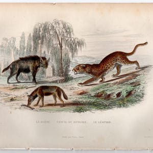 c. 1858 LEOPARD JACKAL & HYENA print • original antique print • hand colored • Buffon animal print • African animals print • 6.5 x 10.25&quot;