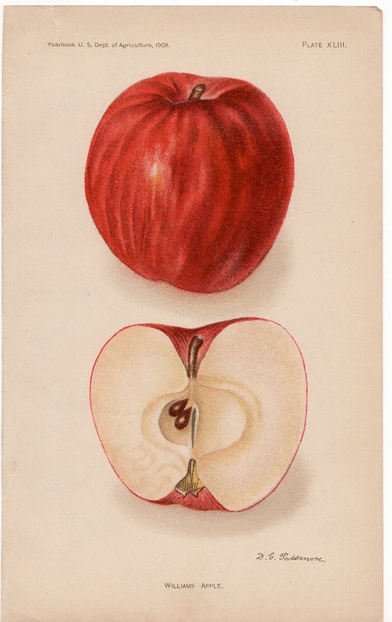 antique botanical print 1908 APPLE PRINT antique fruit print c williams apples original antique lithograph