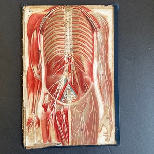 c. 1902 MALE ANATOMY lithograph - original antique print • antique medical illustration -human anatomy • layers of the body • on board