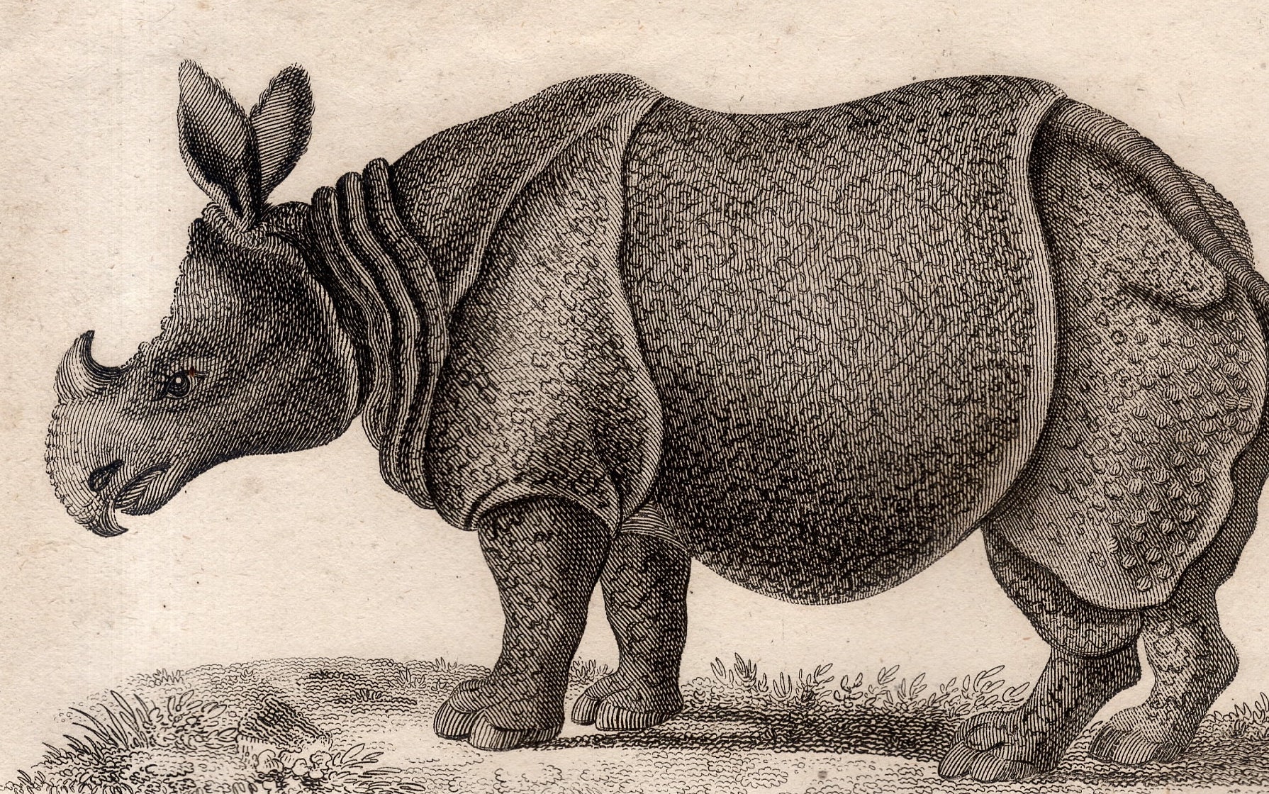 C C 1801 Rhinoceros Print Original Antique Print Antique Etsy 日本