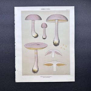 May include: An illustration of edible fungi, featuring five different types of mushrooms with pink and yellow caps. The illustration is titled "EDIBLE FUNGI" and "COPRINUS VIOLACEUS, N." with the text "SMITH,  CONTRIBUTIONS."